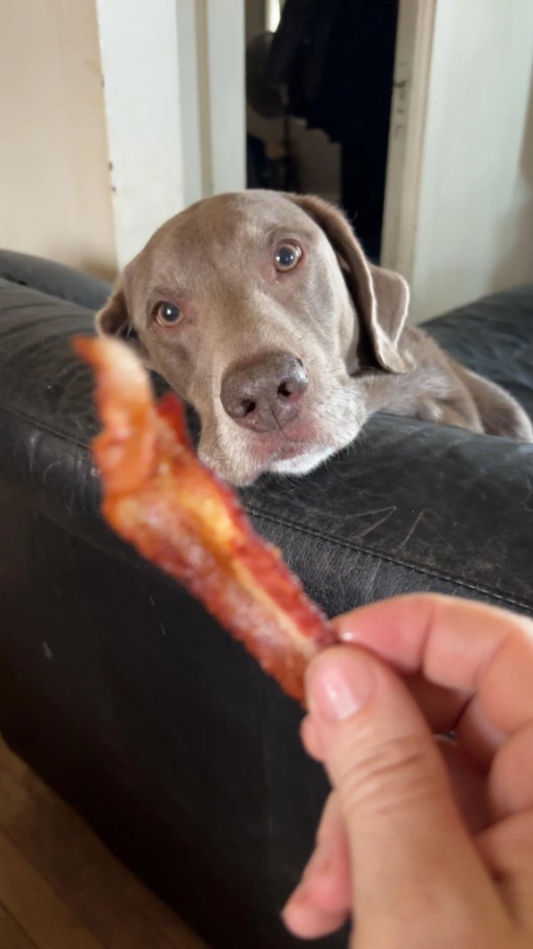 Cute And Funny Dogs (21 pics)