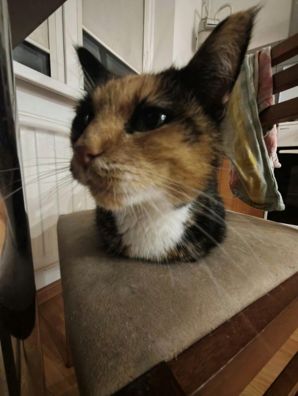 Optical Illusions (37 pics)