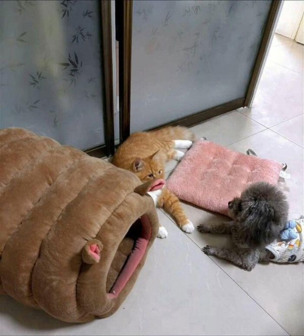 Optical Illusions (37 pics)