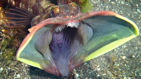 Creepy Deep-Sea Creatures (15 pics)