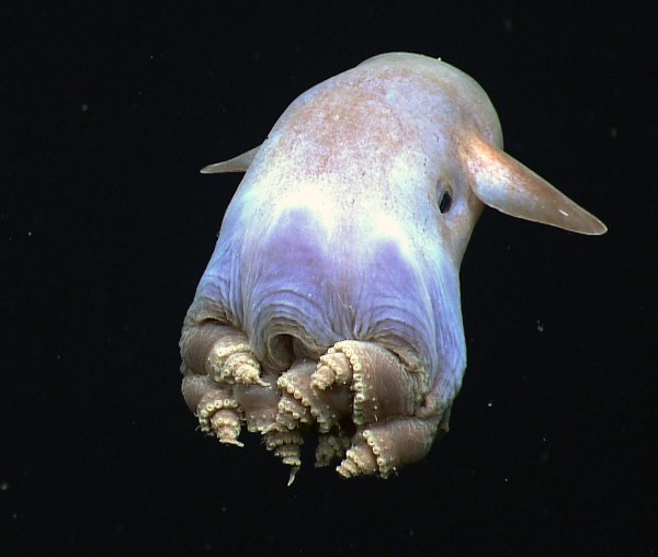 Creepy Deep-Sea Creatures (15 pics)