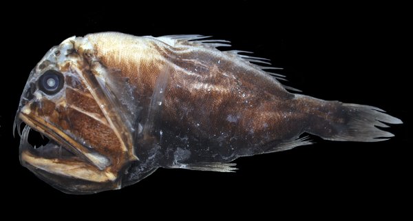 Creepy Deep-Sea Creatures (15 pics)