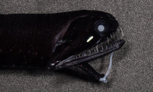 Creepy Deep-Sea Creatures (15 pics)