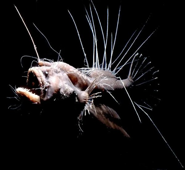 Creepy Deep-Sea Creatures (15 pics)
