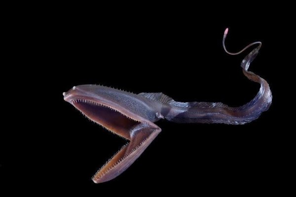 Creepy Deep-Sea Creatures (15 pics)
