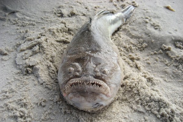 Creepy Deep-Sea Creatures (15 pics)