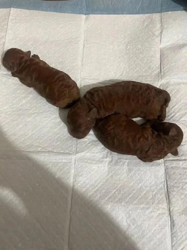 Optical Illusions (37 pics)