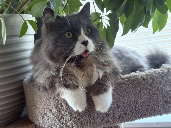 Jokes And Photos For Cats Lovers (32 pics)