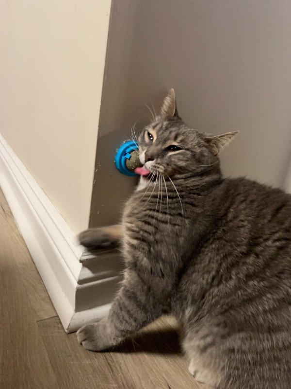 Jokes And Photos For Cats Lovers (32 pics)