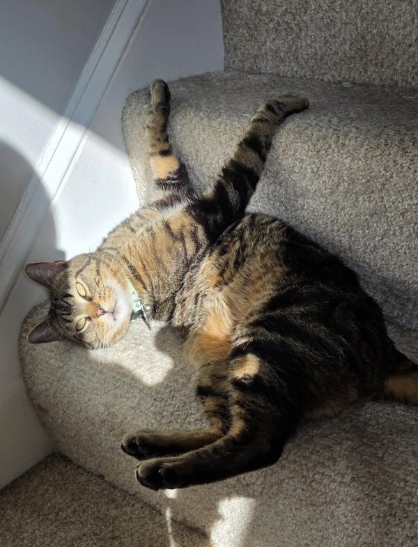 Jokes And Photos For Cats Lovers (32 pics)