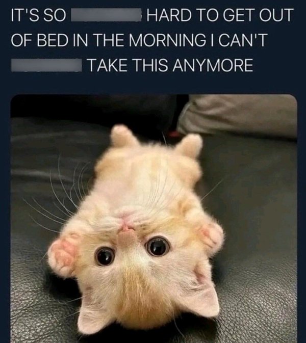 Jokes And Photos For Cats Lovers (32 pics)