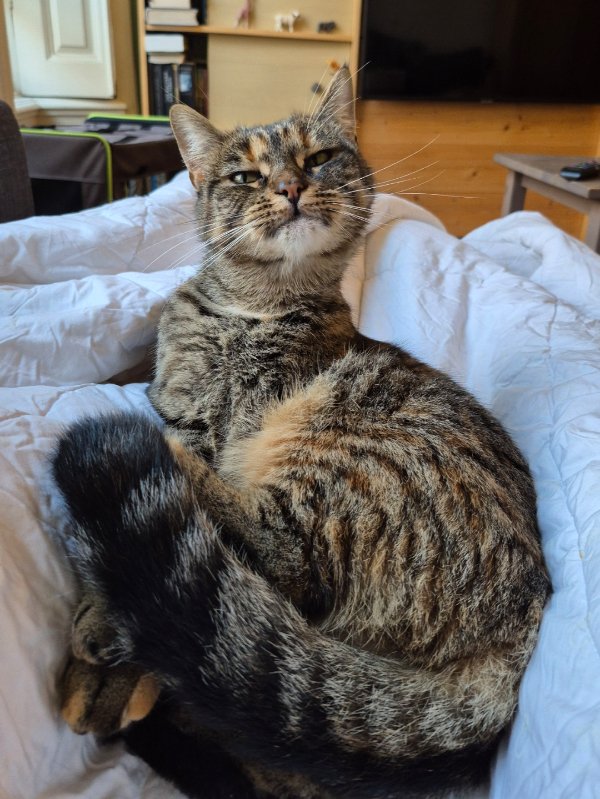 Jokes And Photos For Cats Lovers (32 pics)