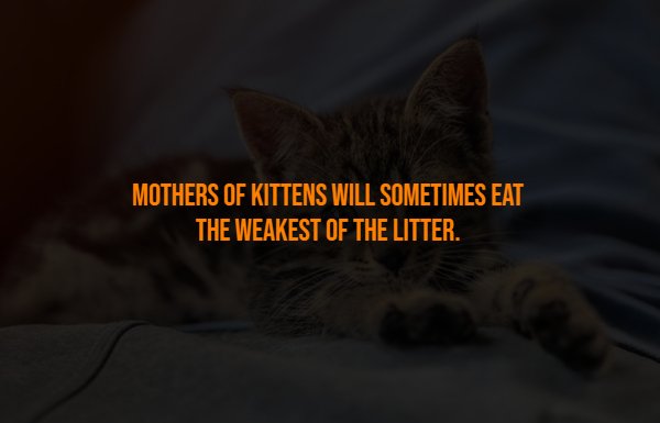 Creepy Facts (13 pics) Creepy Facts (13 pics)