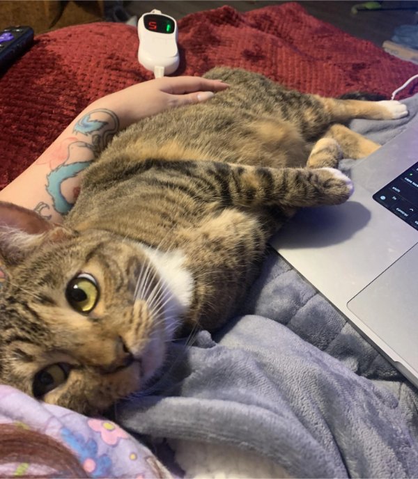 Jokes And Photos For Cats Lovers (32 pics)