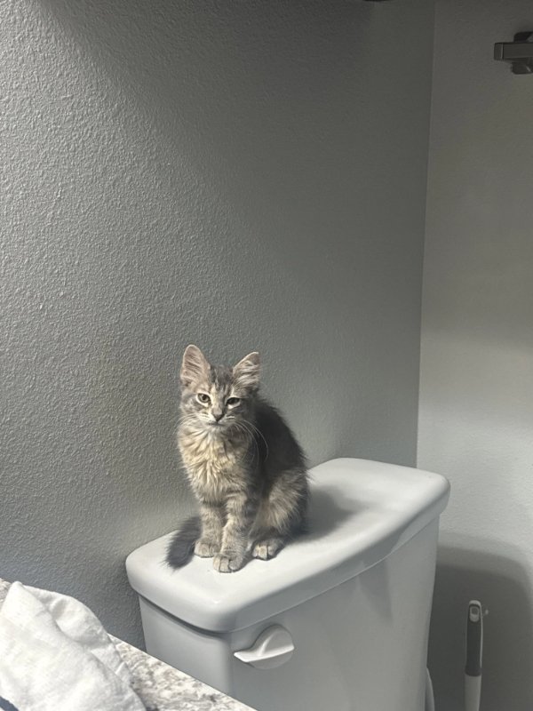 Jokes And Photos For Cats Lovers (32 pics)