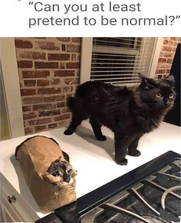 Jokes And Photos For Cats Lovers (32 pics)