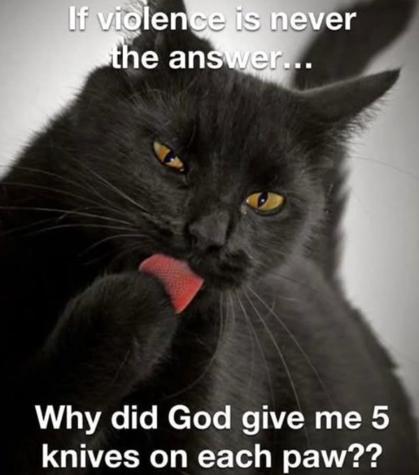 Jokes And Photos For Cats Lovers (32 pics)