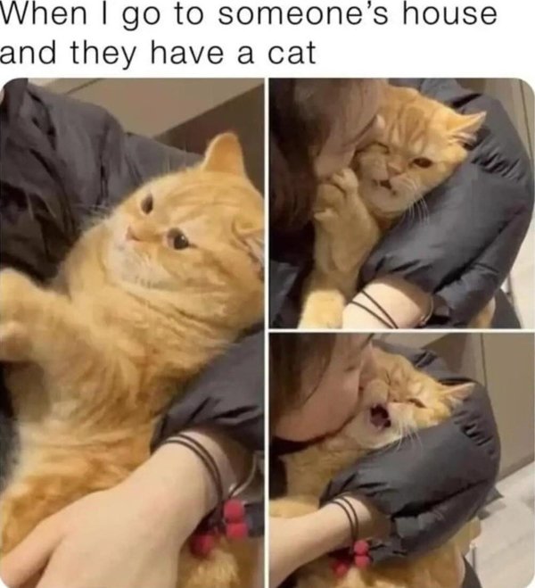 Jokes And Photos For Cats Lovers (32 pics)