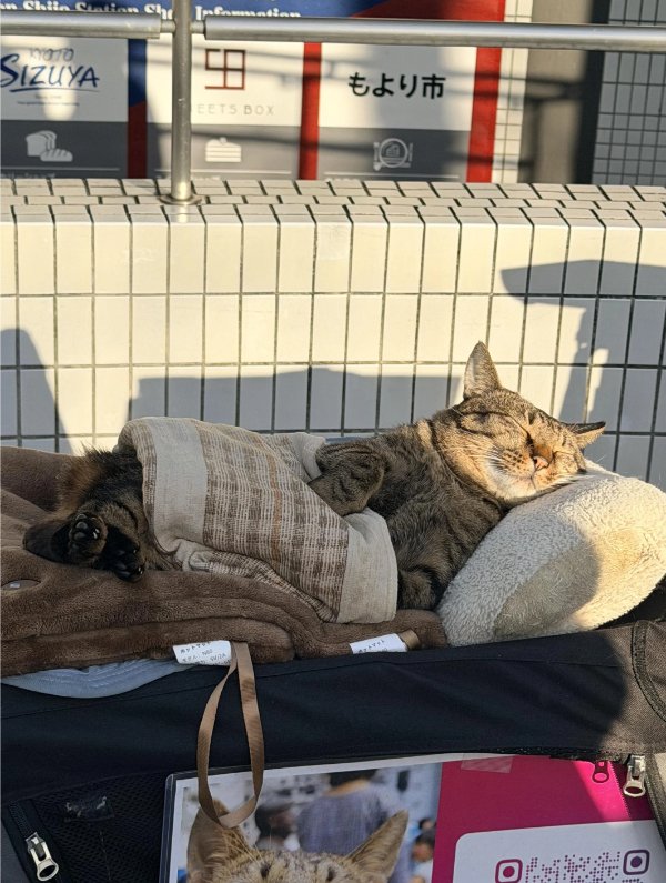 Jokes And Photos For Cats Lovers (32 pics)