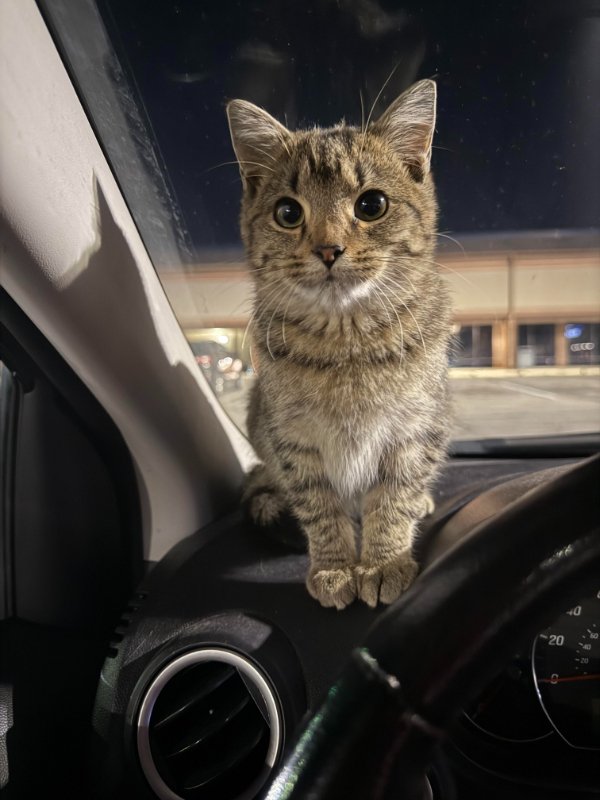 Jokes And Photos For Cats Lovers (32 pics)