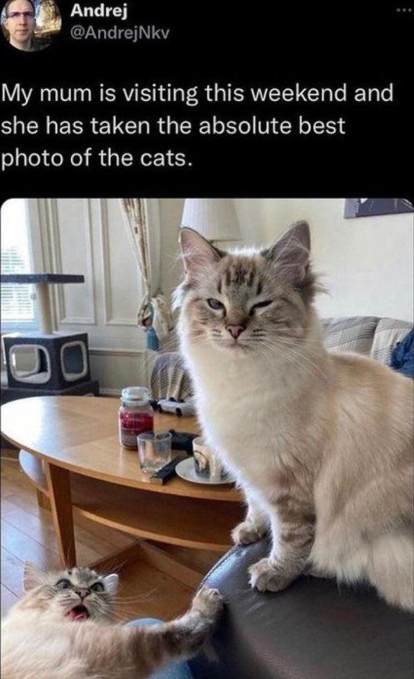 Jokes And Photos For Cats Lovers (32 pics)