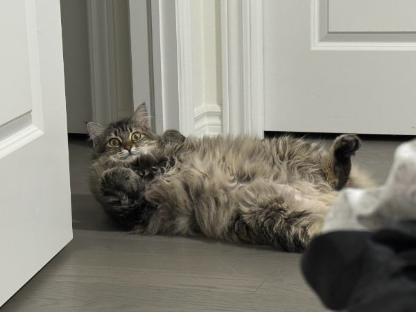 Jokes And Photos For Cats Lovers (32 pics)