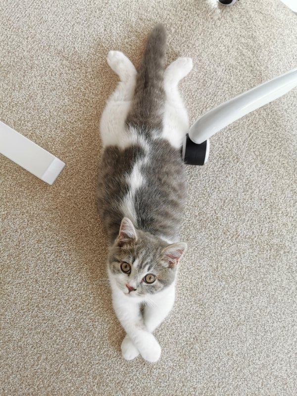 Jokes And Photos For Cats Lovers (32 pics)