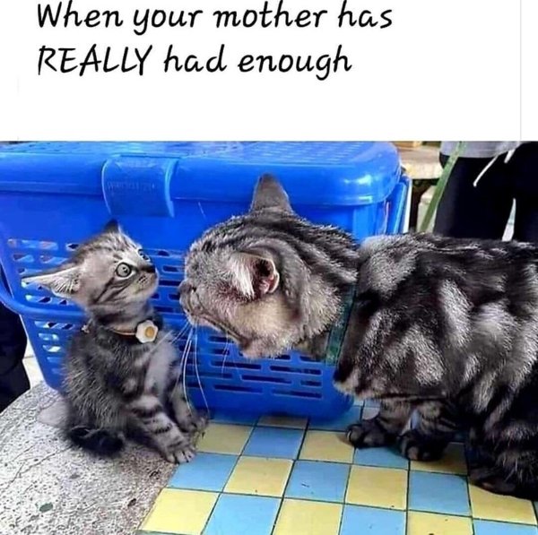 Jokes And Photos For Cats Lovers (32 pics)