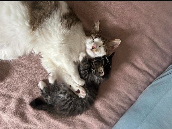 Jokes And Photos For Cats Lovers (32 pics)