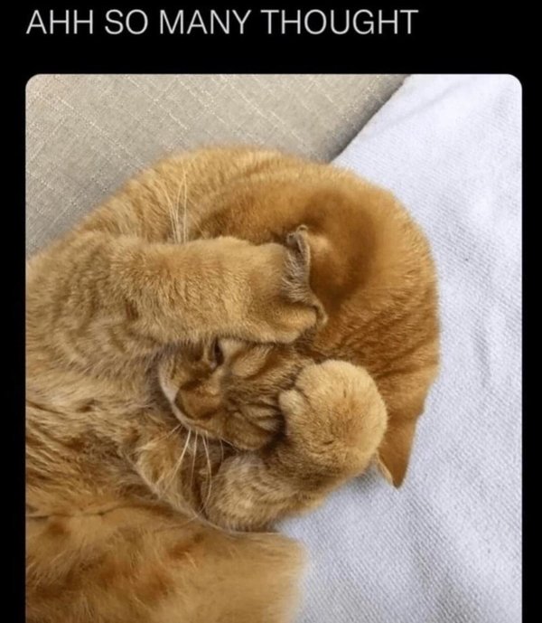 Jokes And Photos For Cats Lovers (32 pics)