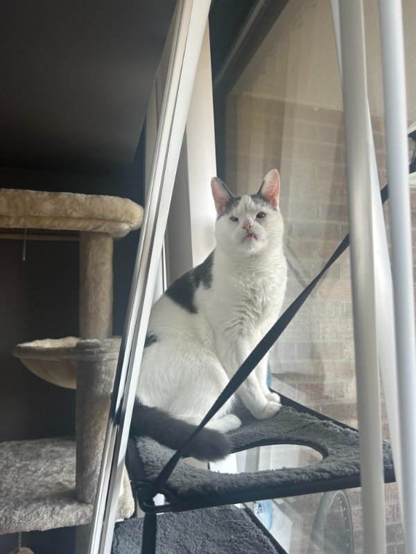 Jokes And Photos For Cats Lovers (32 pics)