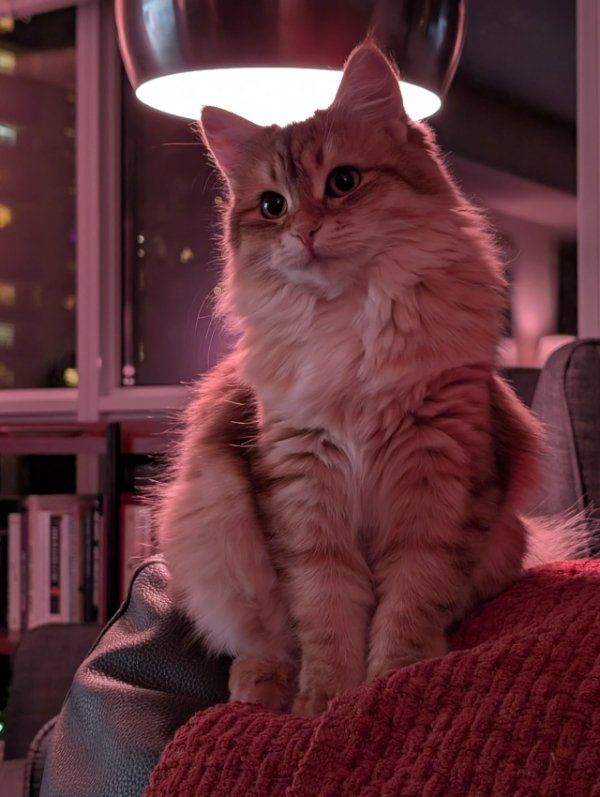 Jokes And Photos For Cats Lovers (32 pics)