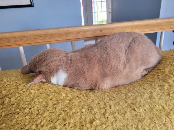 Jokes And Photos For Cats Lovers (32 pics)