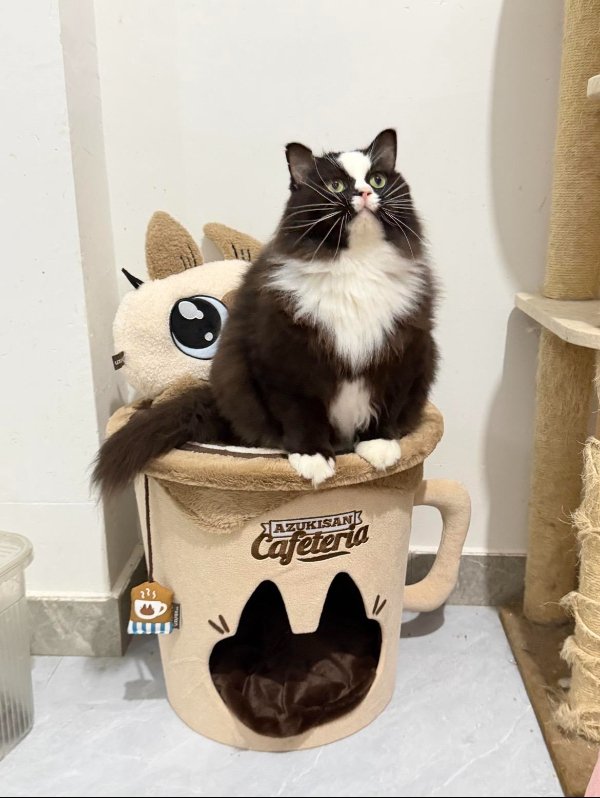 Jokes And Photos For Cats Lovers (32 pics)