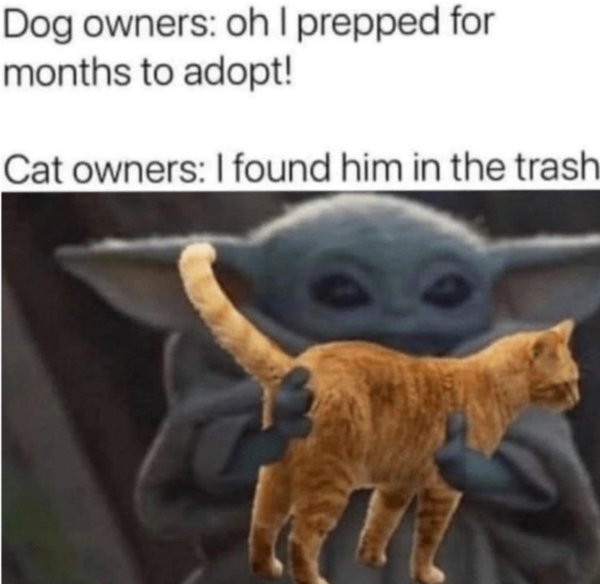 Jokes And Photos For Cats Lovers (32 pics)