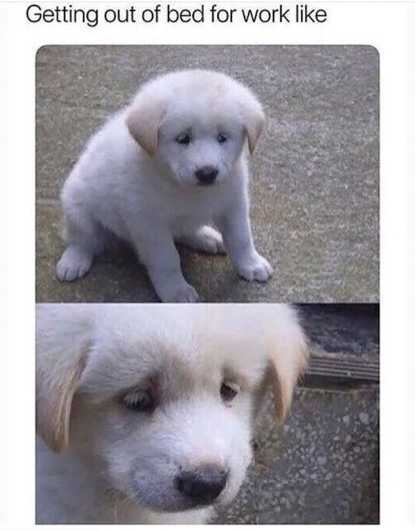 Truthful Memes (32 pics)