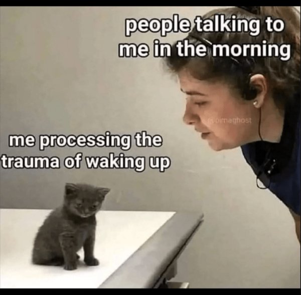 Truthful Memes (32 pics)