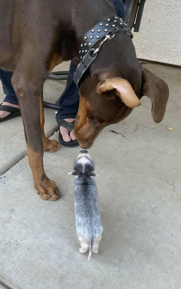 Unexpected Friendship (32 pics)