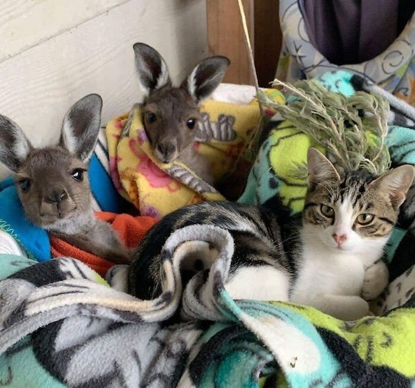 Unexpected Friendship (32 pics)