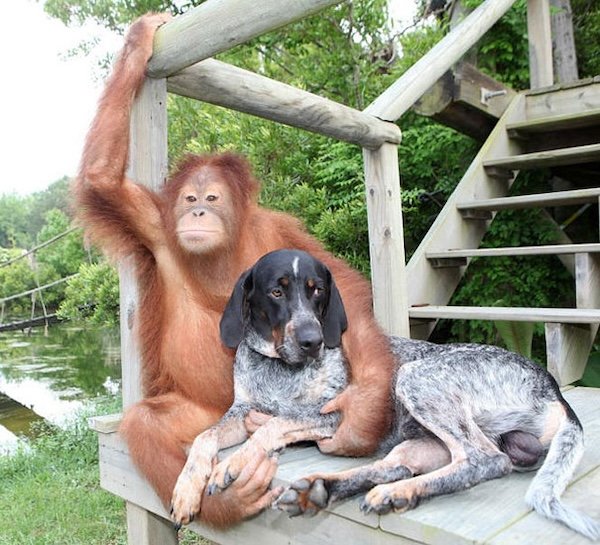 Unexpected Friendship (32 pics)