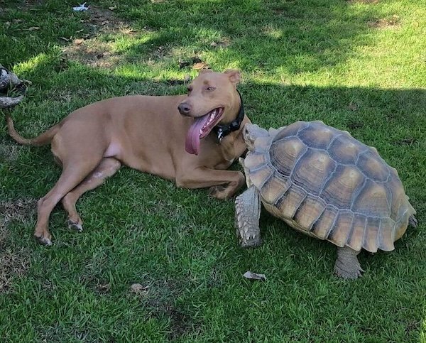 Unexpected Friendship (32 pics)