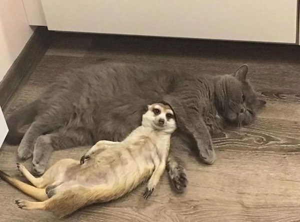 Unexpected Friendship (32 pics)