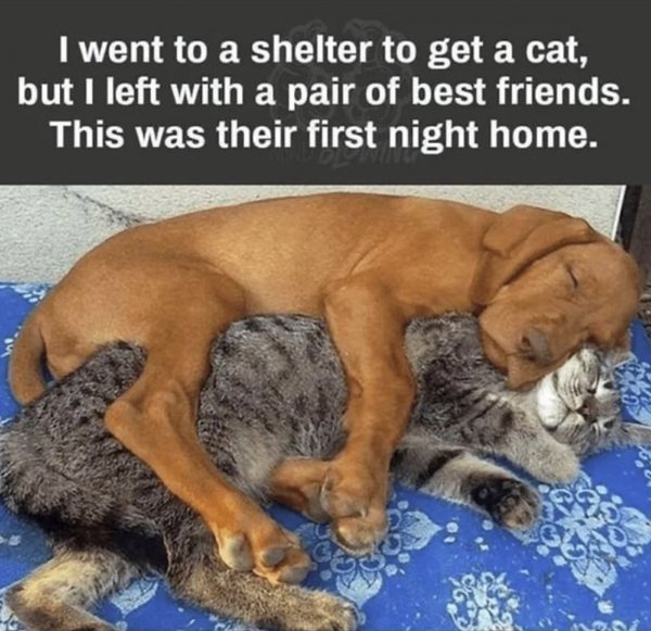 Random Memes (22 pics)