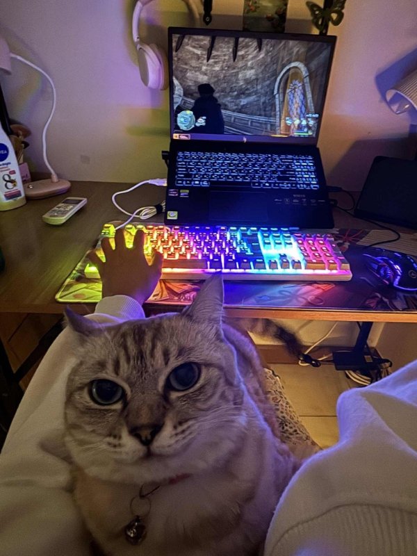 Jokes And Photos For Cats Lovers (31 pics)