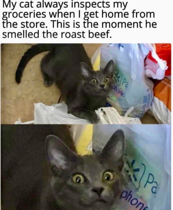 Jokes And Photos For Cats Lovers (31 pics)