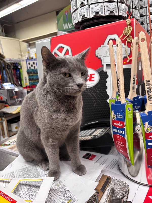 Jokes And Photos For Cats Lovers (31 pics)