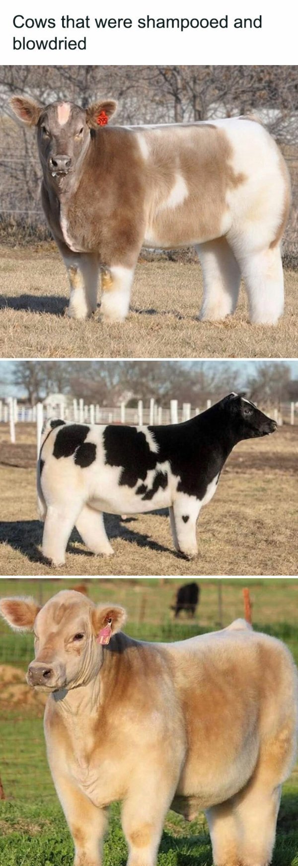 Memes With Animals (32 pics)