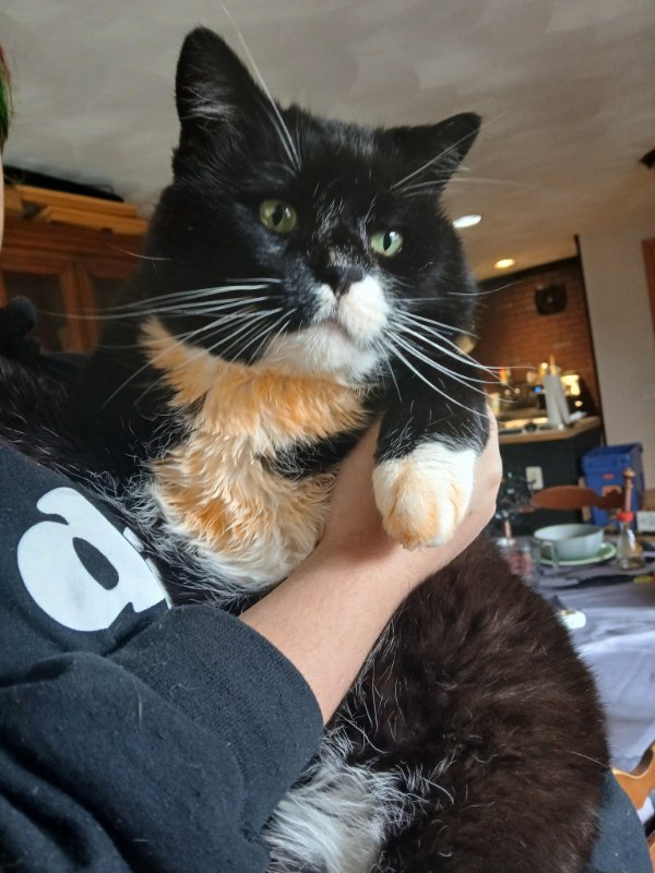 Jokes And Photos For Cats Lovers (31 pics)