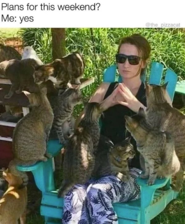 Jokes And Photos For Cats Lovers (31 pics)