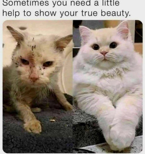 Jokes And Photos For Cats Lovers (31 pics)